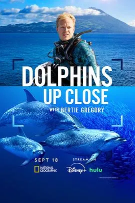 《摄影师贝尔蒂与海豚零距离》：风暴中的生命赞歌